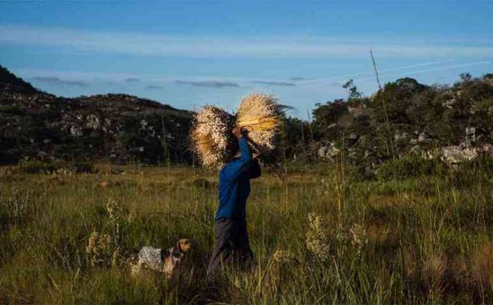 Minas é o primeiro estado do país a conquistar reconhecimento de Patrimônio Agrícola Mundial pela FAO