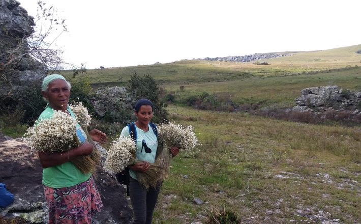 Sistema agrícola dos apanhadores de flores sempre-vivas traz para Minas reconhecimento internacional