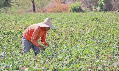 Estado lança programa de fiscalização preventiva na agricultura