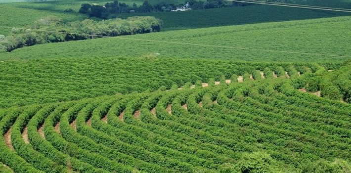 Receita de exportações do agro mineiro cresce 15% no primeiro trimestre