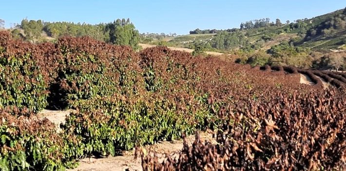 Emater-MG mapeia áreas produtoras de café atingidas por geada