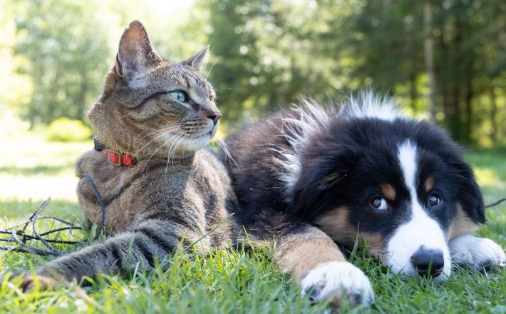 Limpeza e higienização são fundamentais para proteger pets de alergias e doenças de pele