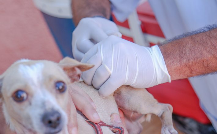 Vigilância Ambiental amplia vacinação antirrábica para esta quarta e quinta