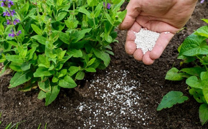 A Secretaria Municipal de Agricultura e Pecuária avalia positivamente as ações executadas pelo Projeto Fosfogesso