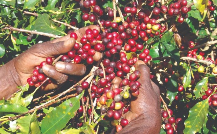 Projeto de pesquisa da Epamig busca agregar valor às cadeias produtivas de café, azeite e vinhos mineiros