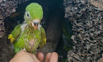 Programa de proteção à flora e fauna nas obras rodoviárias de Minas garante preservação ambiental  