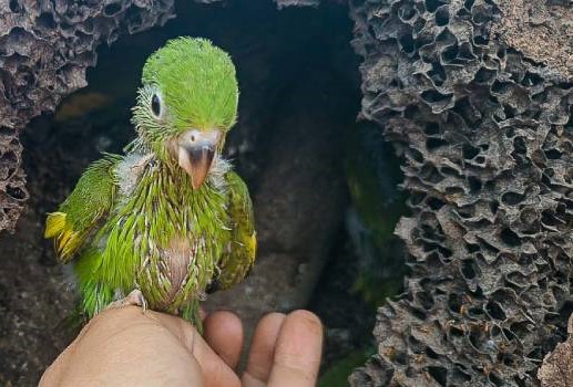 Programa de proteção à flora e fauna nas obras rodoviárias de Minas garante preservação ambiental  