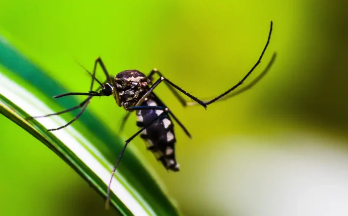 Dengue: Anvisa vai priorizar registro de dispositivos para diagnóstico