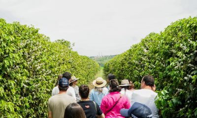 1º Festival da Colheita do Café no Cerrado Mineiro realiza visitas guiadas a fazendas neste sábado