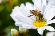 Chegada da Primavera: como cuidar da saúde respiratória