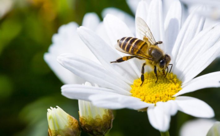 Chegada da Primavera: como cuidar da saúde respiratória