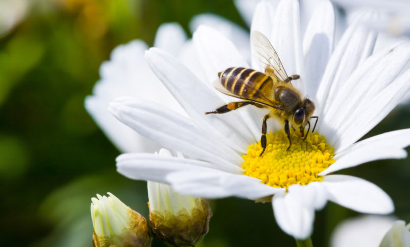 Chegada da Primavera: como cuidar da saúde respiratória