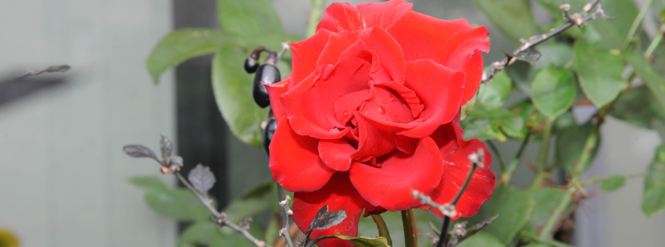 Produtores de flores de Minas comemoram aquecimento do setor