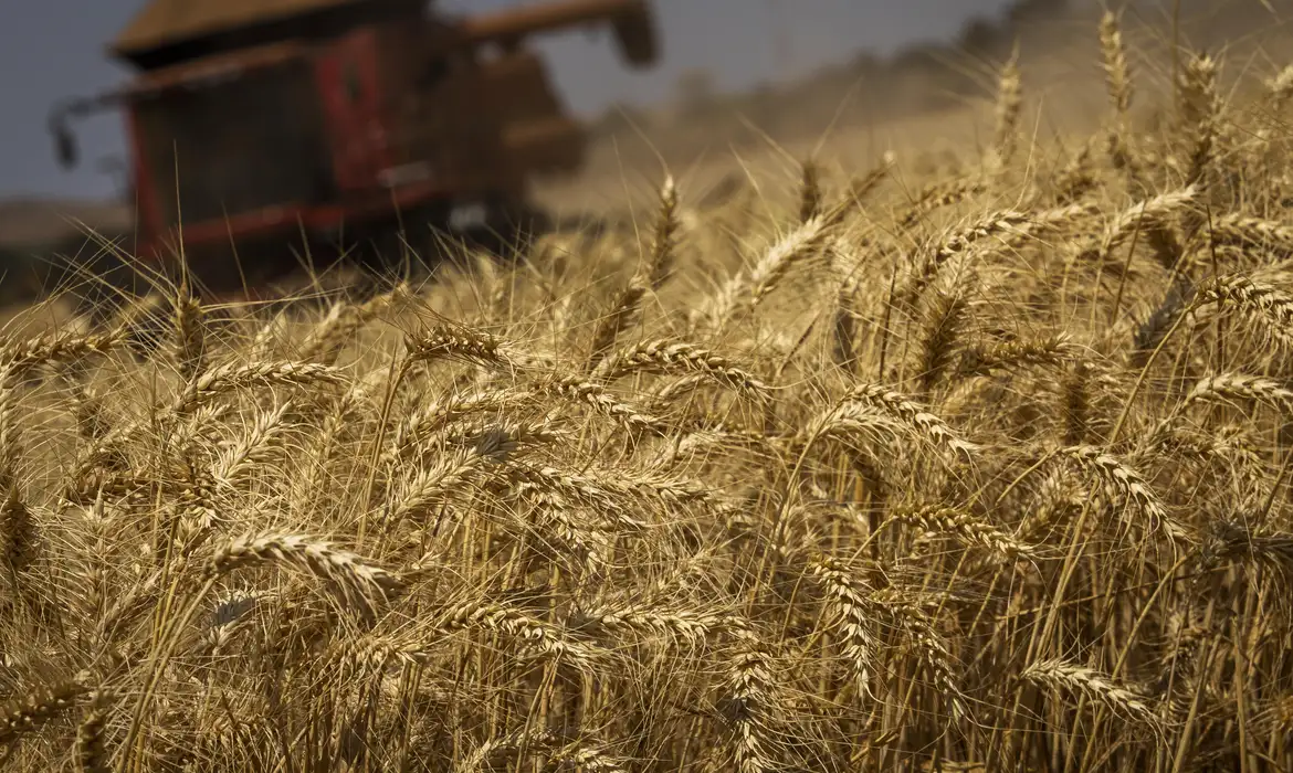 Produção de grãos terá crescimento recorde de 8,3%, prevê Conab