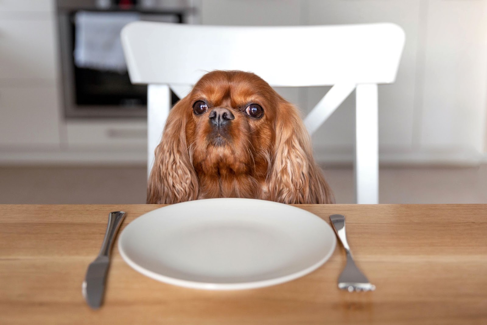 Ceia de Natal: saiba porque alguns alimentos podem fazer mal ao pet