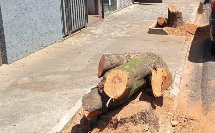 Corte indevido de árvores pode gerar multas e ação civil pública em Araxá