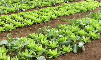 Conab: preço da batata e da alface caiu em março