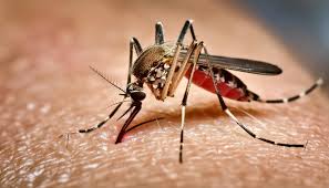 Saiba onde procurar atendimento para casos suspeitos de dengue na Rede de Saúde de Araxá