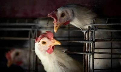 Gripe aviária: Brasil confirma dois focos e investiga seis casos