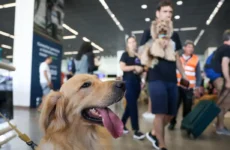 Aéreas podem se negar a embarcar animais de suporte emocional, diz STJ