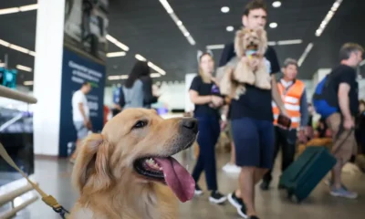 Aéreas podem se negar a embarcar animais de suporte emocional, diz STJ