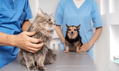 Araxá realiza, sexta e sábado, Mutirão de Castração com foco em cães de rua, protetores e cadastro reserva