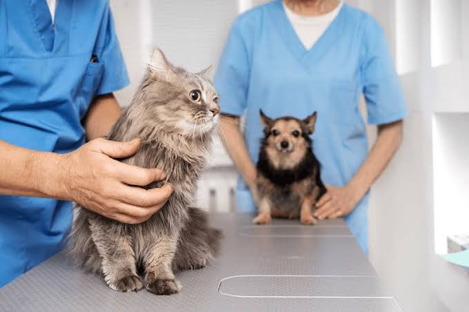 Araxá realiza, sexta e sábado, Mutirão de Castração com foco em cães de rua, protetores e cadastro reserva