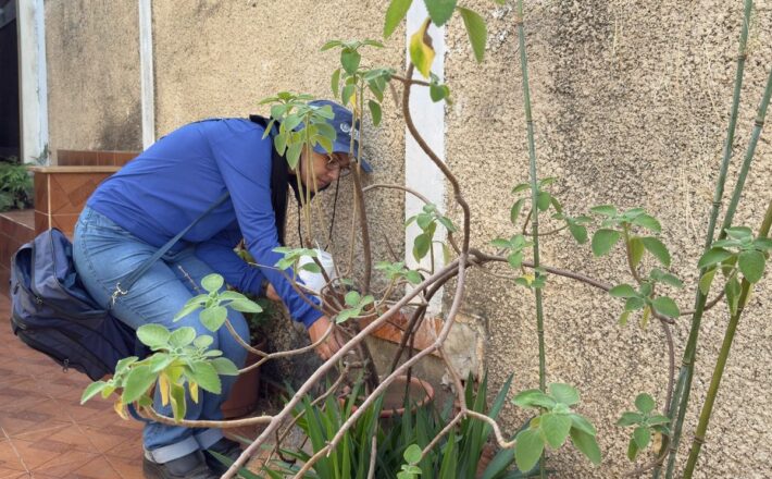 Minas Gerais registra 73 óbitos e Araxá intensifica medidas de combate ao mosquito