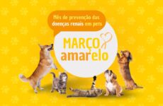 Maio Amarelo: mês de conscientização sobre prevenção e diagnóstico de doenças renais em cães e gatos
