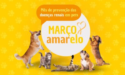 Maio Amarelo: mês de conscientização sobre prevenção e diagnóstico de doenças renais em cães e gatos