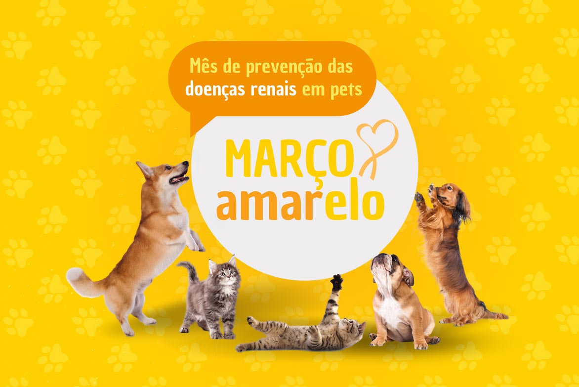 Maio Amarelo: mês de conscientização sobre prevenção e diagnóstico de doenças renais em cães e gatos