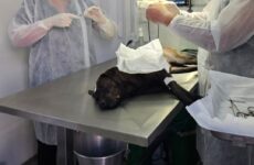 Castração de cães e gatos em Araxá será ampliada com emenda de R$ 300 mil