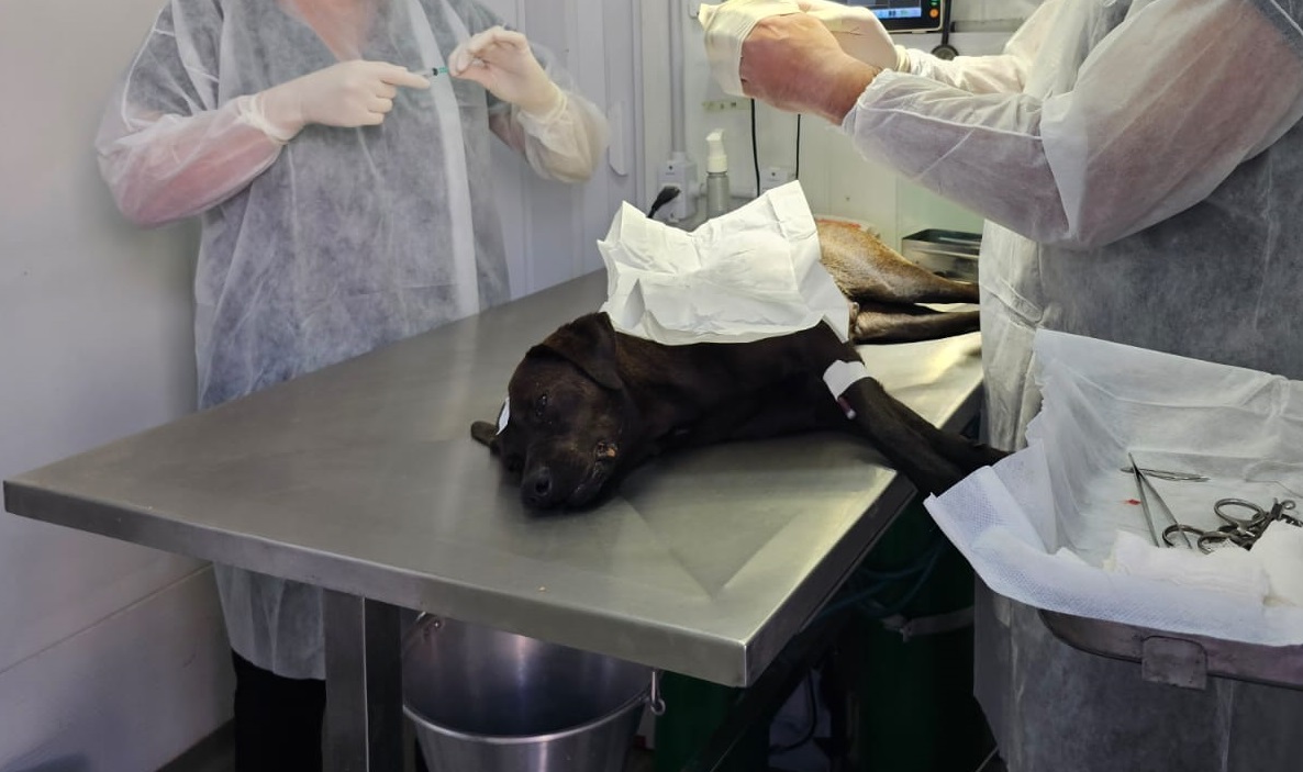 Castração de cães e gatos em Araxá será ampliada com emenda de R$ 300 mil