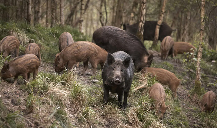 Araxá promove audiência pública sobre manejo sustentável de javalis