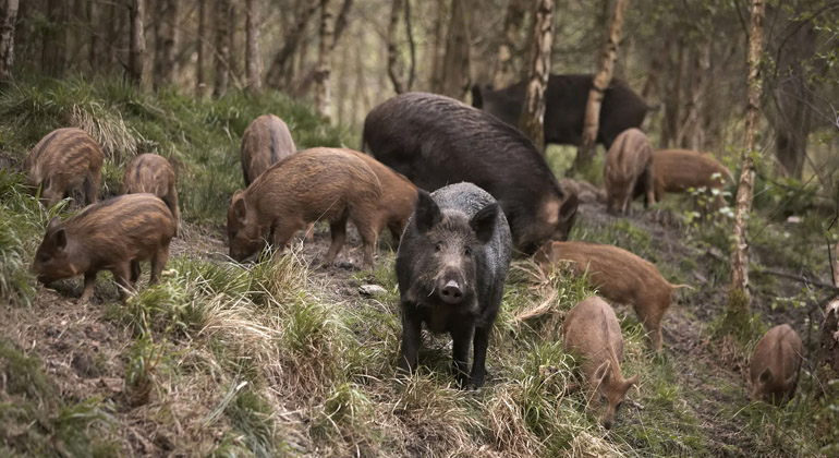 Araxá promove audiência pública sobre manejo sustentável de javalis