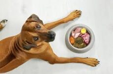 Como nutrição adequada pode ajudar os pets a viverem mais e melhor