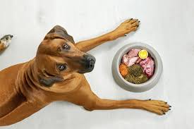 Como nutrição adequada pode ajudar os pets a viverem mais e melhor