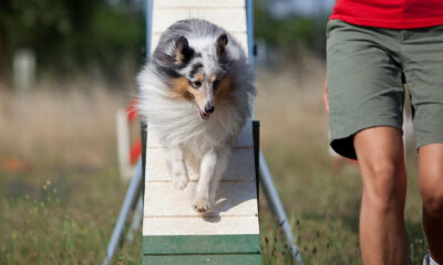 Obesidade em pets cresce e preocupa veterinários
