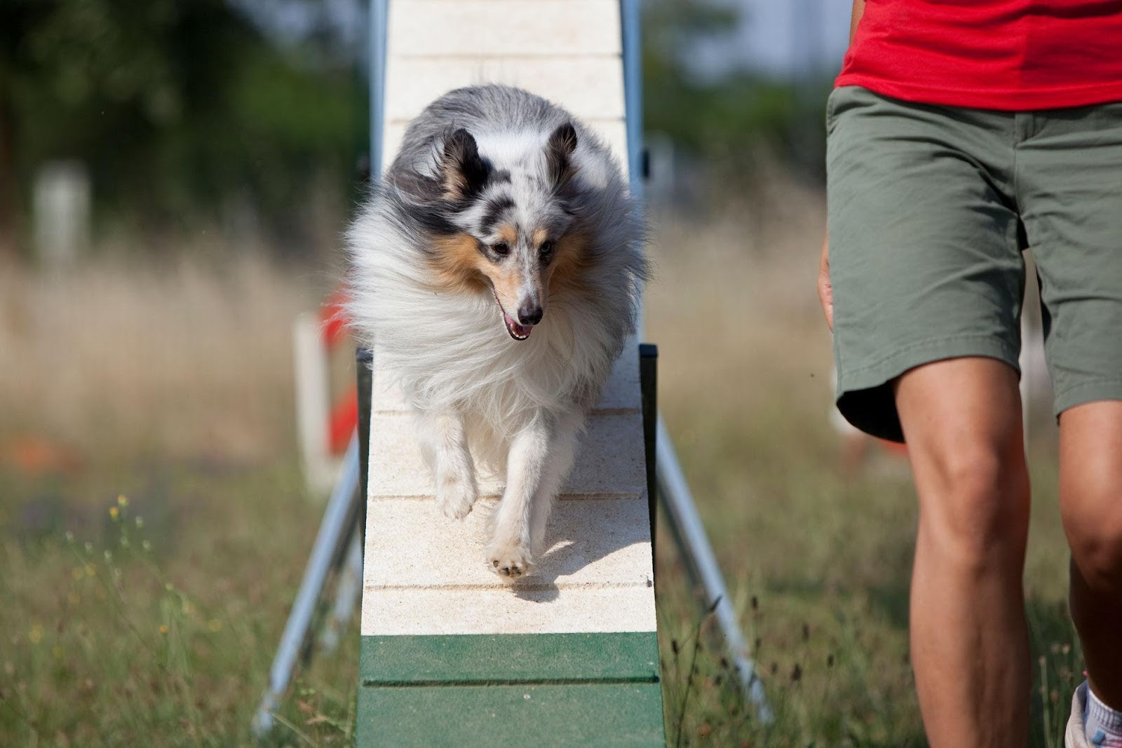 Obesidade em pets cresce e preocupa veterinários