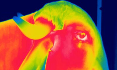 Epamig realiza pesquisas com uso de câmera termográfica para monitorar saúde de zebuínos leiteiros
