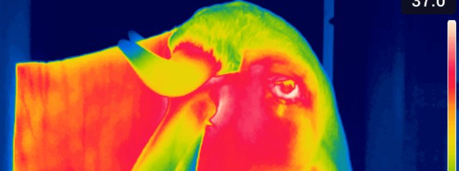 Epamig realiza pesquisas com uso de câmera termográfica para monitorar saúde de zebuínos leiteiros