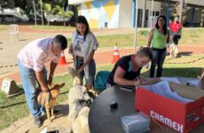 Prefeitura realiza mais uma etapa do mutirão de castração, totalizando 500 esterilizações em 2025