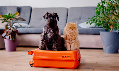 Viajar em segurança junto com pets é uma tendência