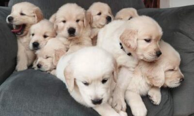 O que você precisa saber sobre cães filhotes antes de adotar um?