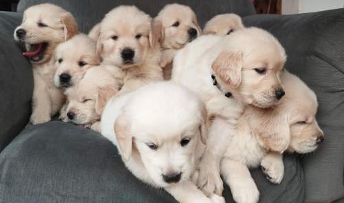 O que você precisa saber sobre cães filhotes antes de adotar um?