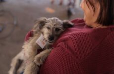 Agosto Caramelo marca avanço de programa gratuito do Governo de Minas que já microchipou mais de 270 mil cães e gatos