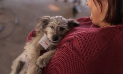 Agosto Caramelo marca avanço de programa gratuito do Governo de Minas que já microchipou mais de 270 mil cães e gatos