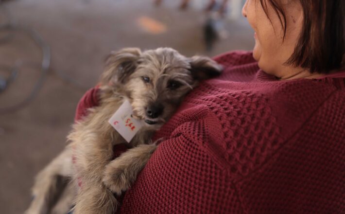 Agosto Caramelo marca avanço de programa gratuito do Governo de Minas que já microchipou mais de 270 mil cães e gatos