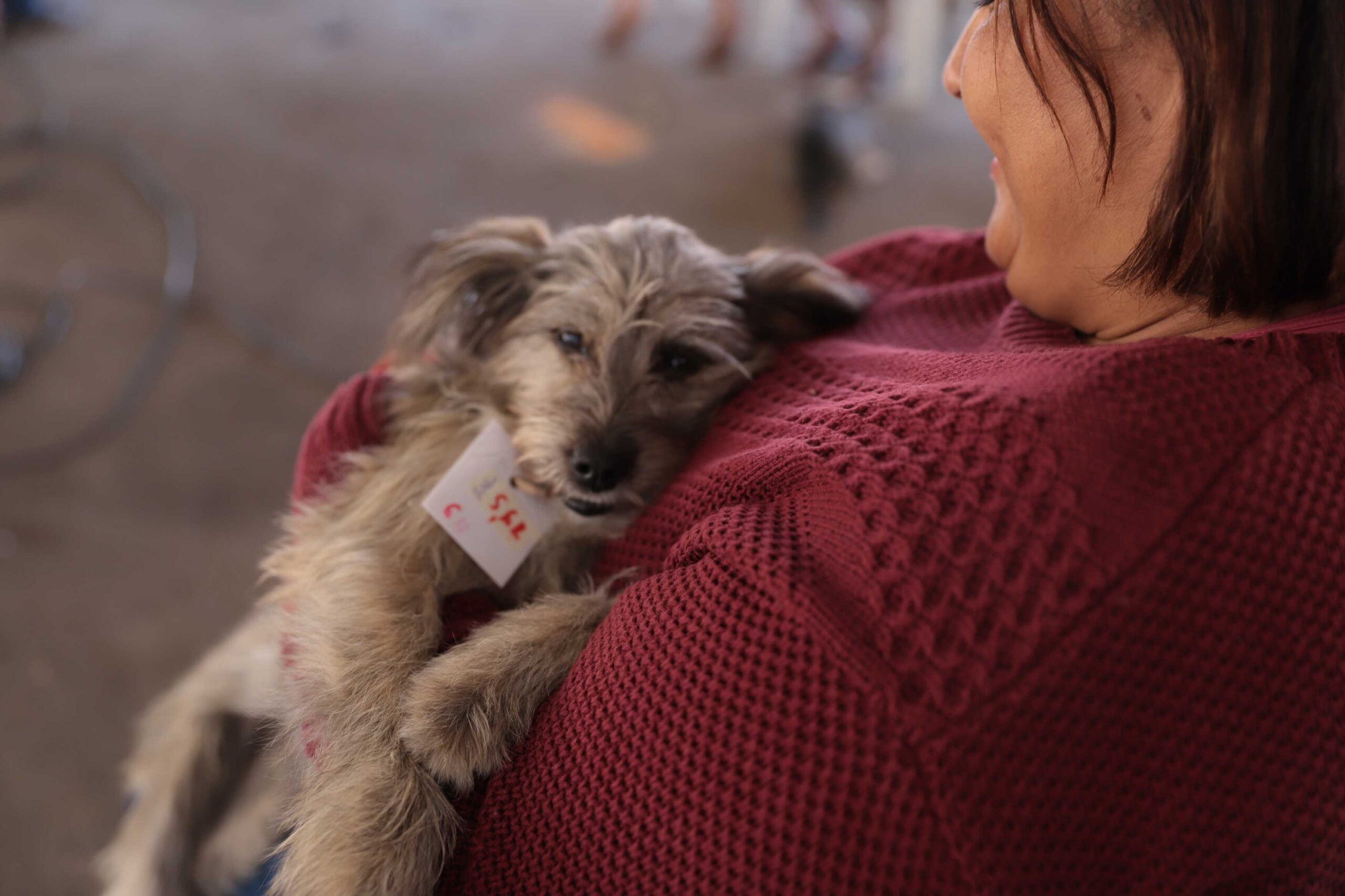 Agosto Caramelo marca avanço de programa gratuito do Governo de Minas que já microchipou mais de 270 mil cães e gatos