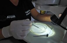 LIRAa aponta infestação de 0,3% em Araxá; Vigilância reforça cuidados antes das chuvas